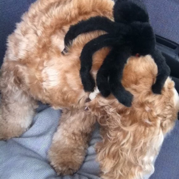 Meet your Posher, Eve - Picture 7 of 14